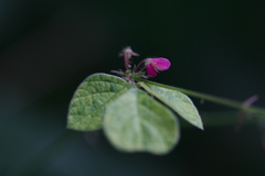 Pseudarthria viscida